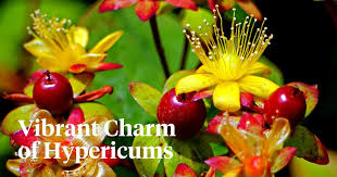 Image result for Hypericum humbertii