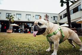 Different types of muzzles for french bulldogs. French Bulldog Breed Information Lifetime Pet Cover