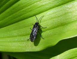 Smooth solomon's seal polygonatum biflorum, is nutrient dense herb support for cardiovascular health, gi tract, women's issues, blood pressure and joints problems. Pestwatch Solomon S Seal Sawfly Notes From A Hampshire Garden