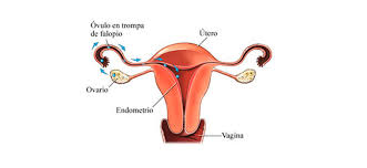 El Curetaje Imfer Murcia