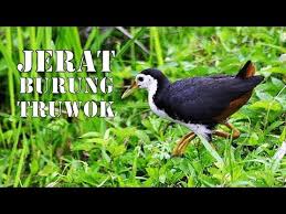Jerat Burung Ayam Ayaman Truwok Youtube