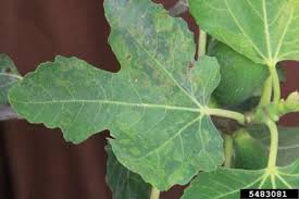 Analysis of the hts data showed the presence of fig mosaic emaravirus (fmv) in this accession. Fig Mosaic Virus Fmv Emaravirus Fmv