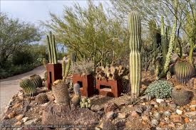 Get the ratings & reviews, maps of nearby attractions the museum gardens display the varied ecosystems of cacti, agaves, grasslands, and yucca, while the zoo area features wildlife ranging from. Cactus Garden At The Arizona Sonora Desert Museum
