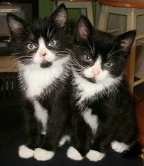If you're looking for some unique options, check out apollo, galaxy, sirius, or noir. 150 Best Black And White Cat Names The Paws