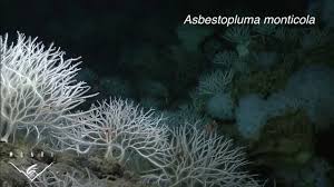 Image result for Subularia monticola