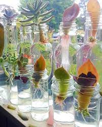 A Simple Guide To Growing Succulents In Water Succulent Garden Diy Planting Succulents Indoors Planting Succulents