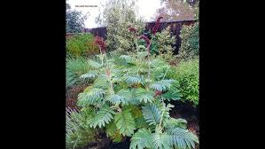 Image result for Melianthus major