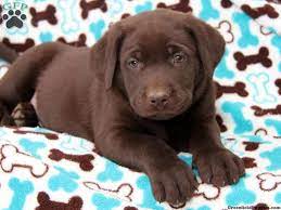 If you would like to get on our waiting list please contact us via email. English Labrador Puppies For Sale In Ohio The Y Guide