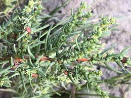 Image result for Suaeda sp. B