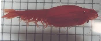 Image result for Gnidia inconspicua