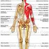 Anatomy of the lymph system. 1