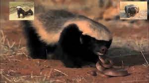 Pin On Animals