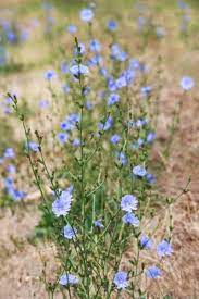 Treating Sick Chicory Plants Learn About Common Chicory Diseases Plants Blue Flowers Garden Flower Garden Plans