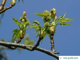 Ethylene gas is a powerful plant. Sweetgum Liquidambar Styraciflua