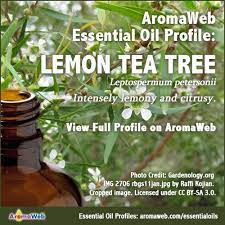 Lemon Tea Tree Essential Oil Profile Tea Tree Essential Oil Tea Tree Essential Oil Benefits Essential Oil Profiles