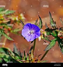 Image result for Geranium `Purple Haze`