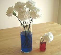 Food Coloring Flowers Make And Takes Carnation Flower Dye Flowers Colorful Flowers