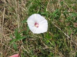 Image result for Merremia palmata