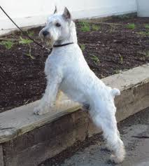 Bred up from the standard schnauzer, these magnificent creatures are a whole lot of german engineering. White Giant Schnauzer Breeders