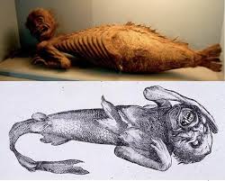 Image result for real mermaid