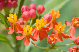 Image result for Asclepias curassavica
