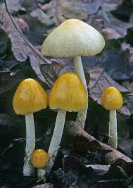 Image result for Bolbitius sp.