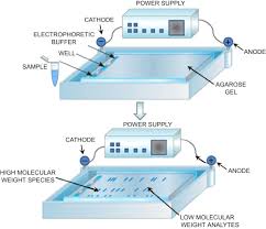Agarose Gel Electrophoresis An Overview Sciencedirect Topics