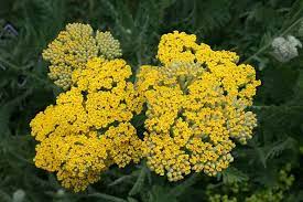 Coronation Gold Yarrow Wyoming Plant Company Perennials Yarrow Plant Companies