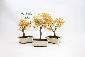 Maybe you would like to learn more about one of these? Acer Palmatum Sango Kaku Japanese Maple Starter Bonsai Tree All Things Bonsai