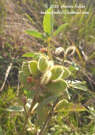 Image result for Eriosema flexuosum