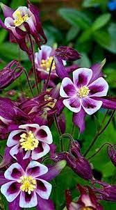 Pin On Flower
