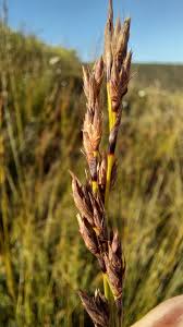 Image result for Tetraria