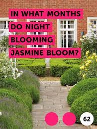 Learn In What Months Do Night Blooming Jasmine Bloom How To Guides Tips And Tricks Growing Grass Landscaping Business Cards Bloom
