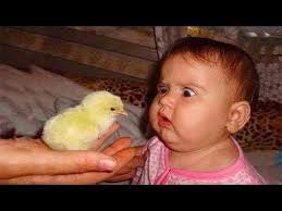 Algérien et algériennes separates items in pas ne de essayer rire 2 a social. Essayez De Ne Pas Rire Meilleur Bebe Drole Videos 14 Youtube Bebes Droles Video Bebe Drole Video Pour Rire