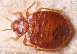 Find pest control pros in allentown, pa. Pest Control Montgomery County Pa Pest Control Patriot Pest Solutions