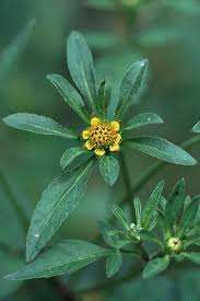 Image result for Bidens kirkii
