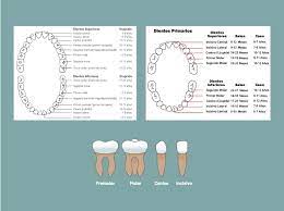 Como Se Enumeran Los Dientes Clinica Dental Everest