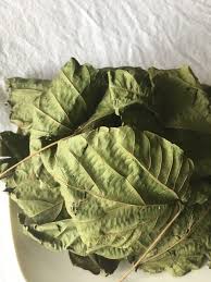Image result for Alchornea cordifolia