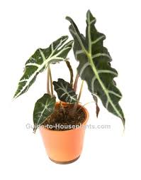Upright elephant ear plant care. Elephant S Ear Alocasia X Amazonica Pictures Care Tips