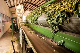 The charleston tea plantation is open daily, except for major national holidays, from monday through saturday, 10:00 a.m. Charleston Tea Plantation 2021 Charleston Visitors Guide