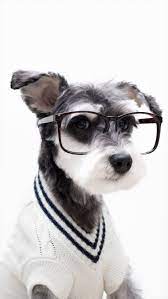 Pin By Tombi Juvenal On Wallpapers Preppy Dog Dog Wallpaper Cute Animals