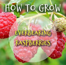Maybe you would like to learn more about one of these? How To Grow An Everbearing Raspberry Bush For Raspberries All Summer Long Crafty Little Gnome