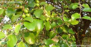 Cara membuat teh dari daun bidara yang sangat gampang, tidak butuh banyak peralatan. Cara Meramu Daun Pohon Bidara Untuk Penyakit Diabetes Ciriciripohon Com
