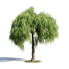 Image result for Schinus molle