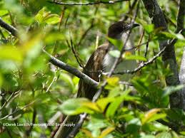 Weather and Birding | Maine Birding Field Notes