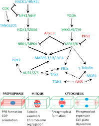 Cell growth in plants is guided by the microtubule cytoskeleton. Frontiers Phosphorylation Of Plant Microtubule Associated Proteins During Cell Division Plant Science