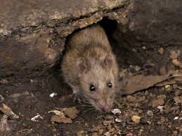 Camden london borough council is the local authority for the london borough of camden in greater london, england. More Baits To Tackle Sydney S Rat Problem Camden Haven Courier Laurieton Nsw