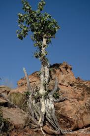 Image result for Ficus abutilifolia