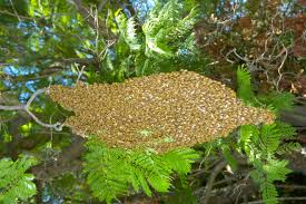 Thinking of removing your pool? Bee Swarms Agriculture And Food