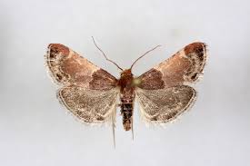 Image result for Pyralis lienigialis